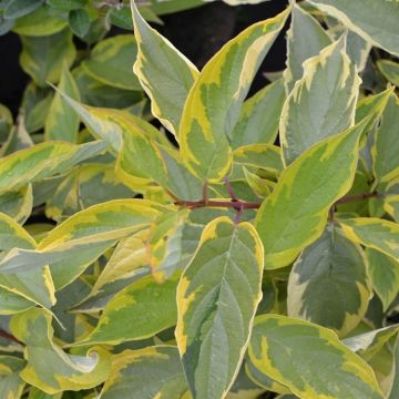 Cornus alba 'Gouchaultii'