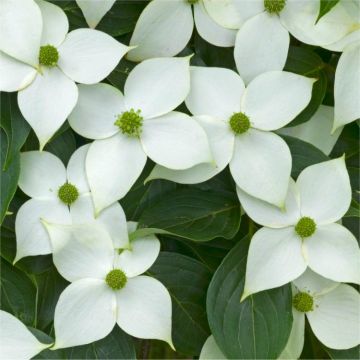 Cornus Kousa China Girl - Chinese Dogwood - Large 140cm Specimen