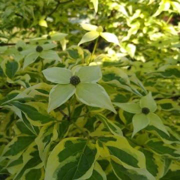 Cornus kousa 'Helena' - LARGE Specimen