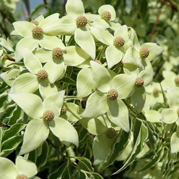 Cornus kousa 'Samaritan' 