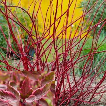 Cornus alba sibirca 'Miracle' -Large circa 120-140cm tall