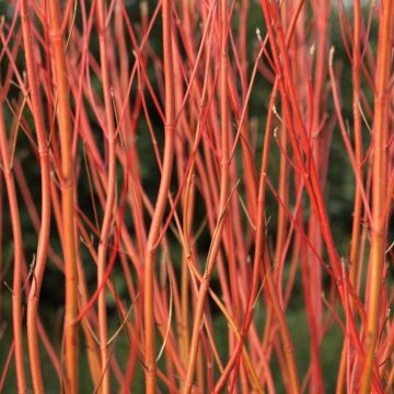 Cornus sericea Cardinal