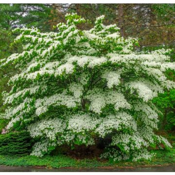 Cornus alternifolia - Pagoda or Wedding Cake Tree - LARGE SPECIMEN