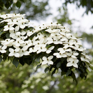 Cornus kousa China Girl - Chinese Dogwood 80-100cm