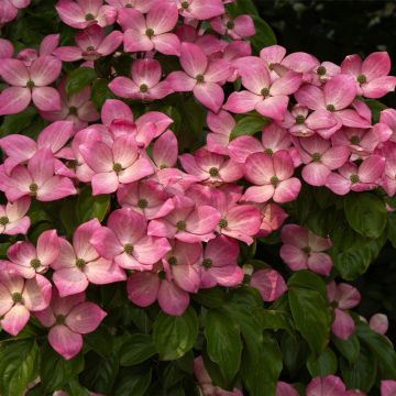 Cornus kousa 'Satomi' 