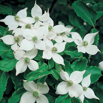 Cornus kousa chinensis - Large Plant- circa 120-140cm