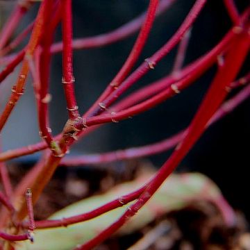 Cornus sericea 'Kelseyi'