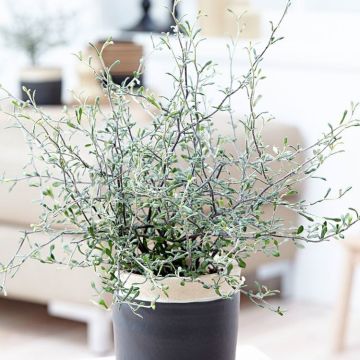 Silver Corokia Cotoneaster - Wire Netting Bush