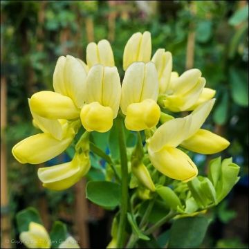 Coronilla citrina