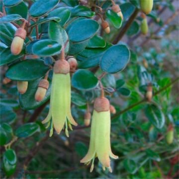 Correa backhouseana - Backhouse Australian Fuchsia