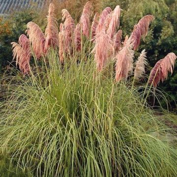 Pampas Grass - Cortaderia Pink Mistral