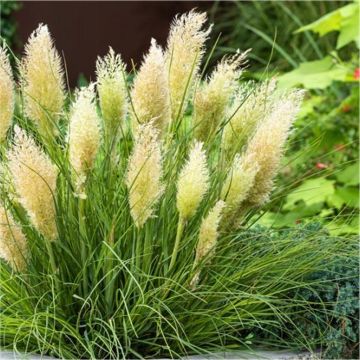 Super Dwarf Pampas Grass - Cortaderia selloana Tiny Pampa