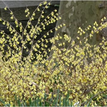 Corylopsis pauciflora - Buttercup Witch Hazel - Winter Hazel