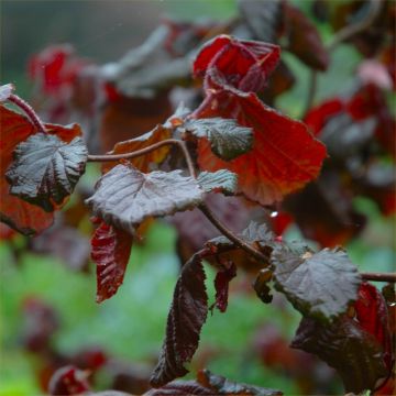 Corylus avellana contorta 'Red Majestic' - Red Standard Tree circa 140cms