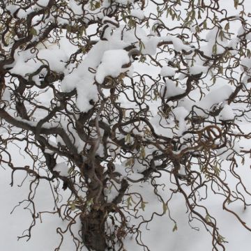 Corylus avellana contorta 'Scooter' - Corkscrew Twisted Hazel