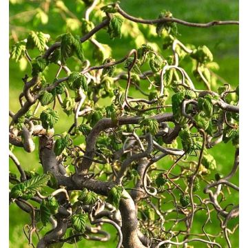 Corylus avellana contorta 'Scooter' - Corkscrew Twisted Hazel