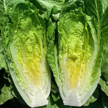Lettuce Plants - 'Cos' - Romaine Lettuce - Pack of TWELVE Plants - Grow your own Caesar Salad!