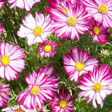 Cosmos bipinnatus Dwarf Purple Picotee