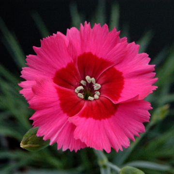 Dianthus Cosmopolitan