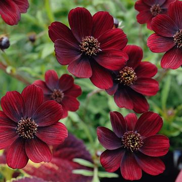 Cosmos atrosanguineous Chocamocha - Pack of THREE Hot Chocolate Plants in Bud and Flower