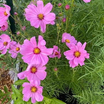 Cosmos bipinnatus Candyfloss Pink Sunrise
