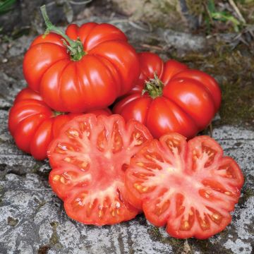 Tomato Plant Costoluto Fiorentino
