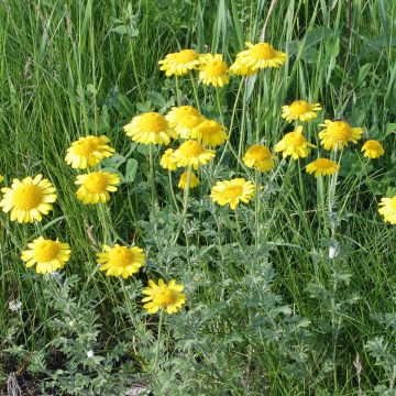 Anthemis tinctoria 'Kelwayii'