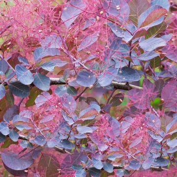 Cotinus Dusky Maiden - Smoke Bush