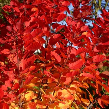 Cotinus coggygria 'Flamissimo' - LARGE Specimen