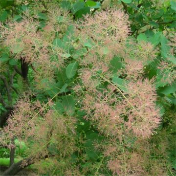 Cotinus coggygria - Smoke Tree - Large 1.2m Specimen Plant