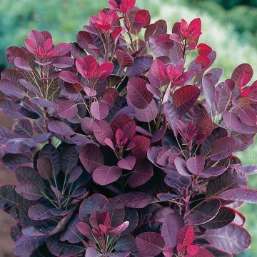 Cotinus coggygria Lilla - Compact Purple Smoke Bush