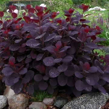 Cotinus Royal Purple - Purple Smoke Bush - 120-130cm