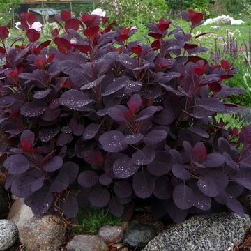 Cotinus Royal Purple - Smoke Bush - Amazing Autumn Colour Shrub