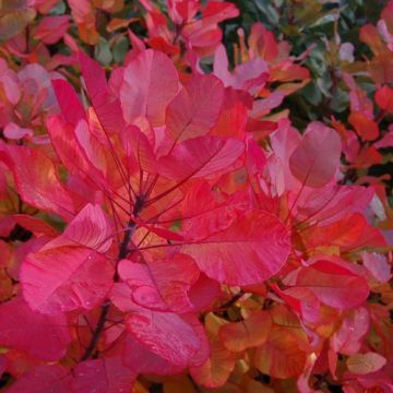 Cotinus coggygria 'Old Fashioned' - Smoke Tree