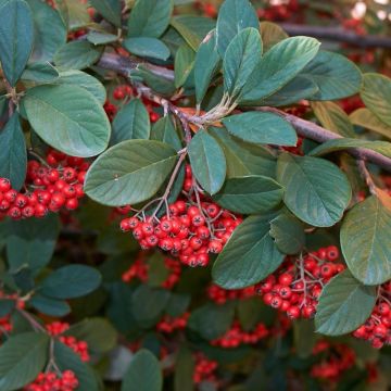 Cotoneaster lacteus - Late Cotoneaster