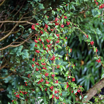 Cotoneaster 'Hybridus Pendulus' - Weeping Cotoneaster