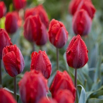 Tulip Couleur Cardinal - Pack of 12 Bulbs