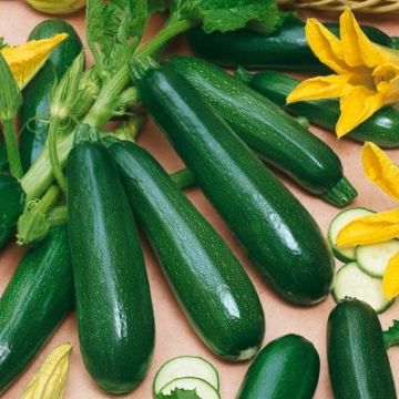 Courgette Midnight - Grow Your Own!