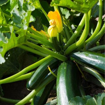 Courgette All Green Bush