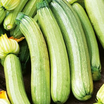 Courgette Plant - Bianca di trieste