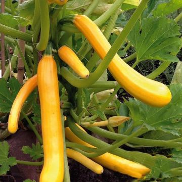 Courgette Plant - Shooting Star