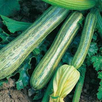 Courgette Plant - Striato d'italia