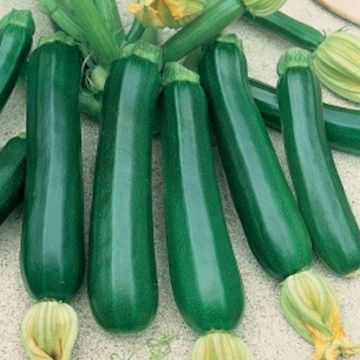 Courgette Plant - Verde di Milano - Black Beauty