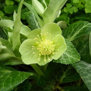 Helleborus Green Marble - Hellebore