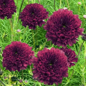 Cosmos bipinnatus Double Click Cranberries