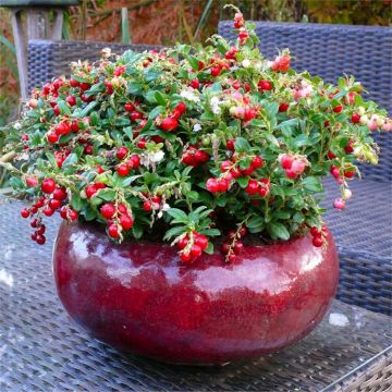 Red Candy Fireballs Cranberry Plant in Berry - Grow your own Cranberries - Unusual Gift Idea