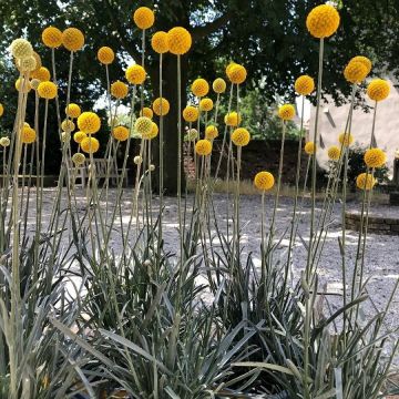 Craspedia globosa 'Golf Beauty'