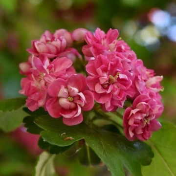 Crataegus x media 'Punicea Flore Pleno' - Double Pink Hawthorn
