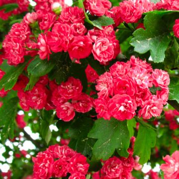 Crataegus Laevigata Rosea Flore Pleno - Pink Hawthorn - circa 180-200cm