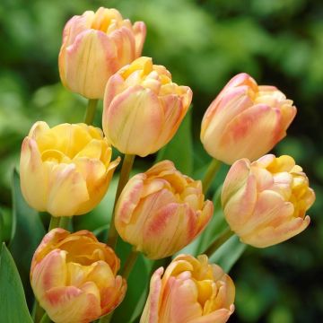 Tulip Cream Upstar - Pack of 6 Bulbs
